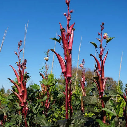 Blue Okra Seeds - Vegetable Plant