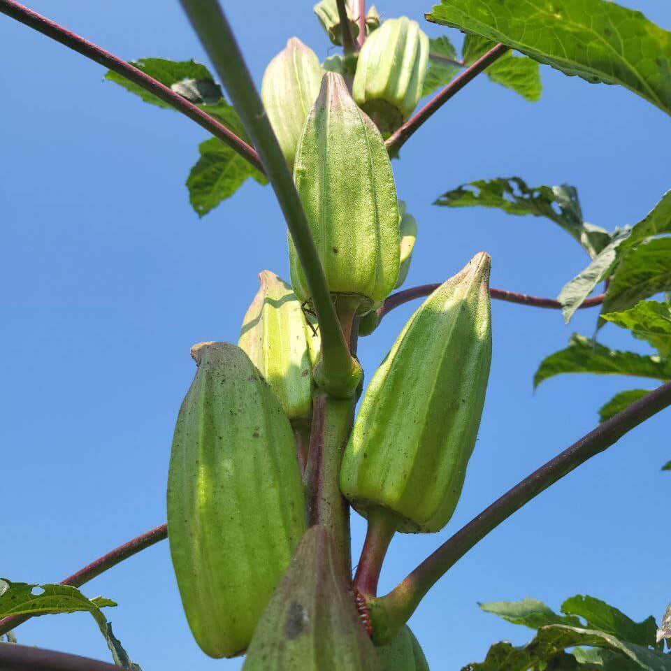 Blue Okra Seeds - Vegetable Plant