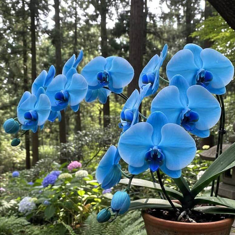 Blue Orchid Seeds