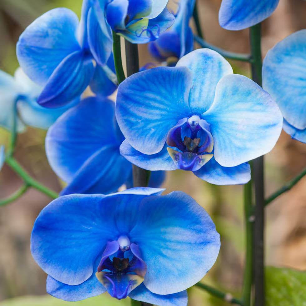 Blue Orchid Seeds