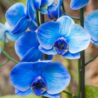 Blue Orchid Seeds