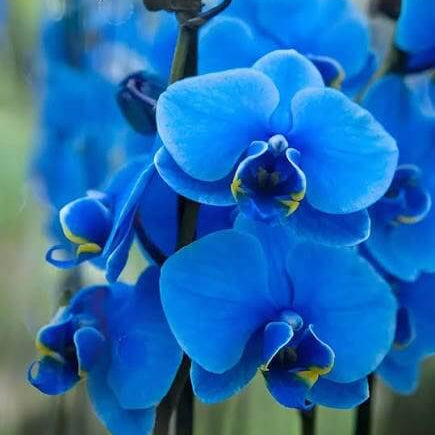 Blue Orchid Seeds