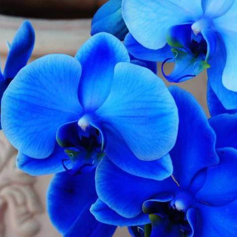 Blue Orchid Seeds