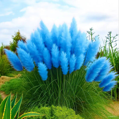Blue Pampas Grass Seeds 