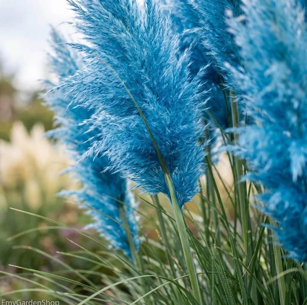 Blue Pampas Grass Seeds 
