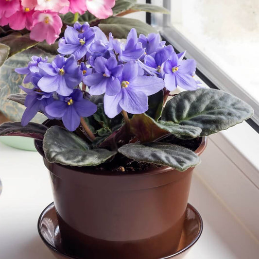 Blue & Pink Saintpaulia African Violet Seeds - Flower Plant