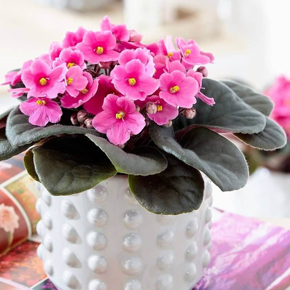 Blue & Pink Saintpaulia African Violet Seeds - Flower Plant