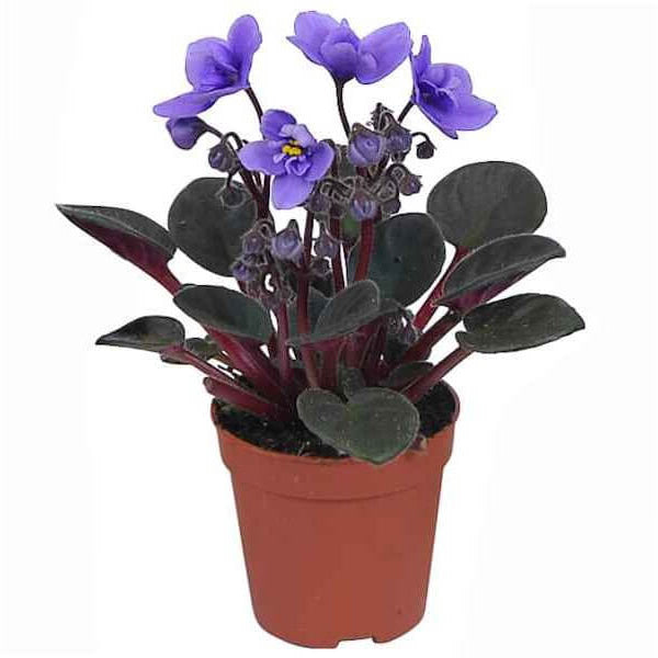 Blue & Pink Saintpaulia African Violet Seeds - Flower Plant