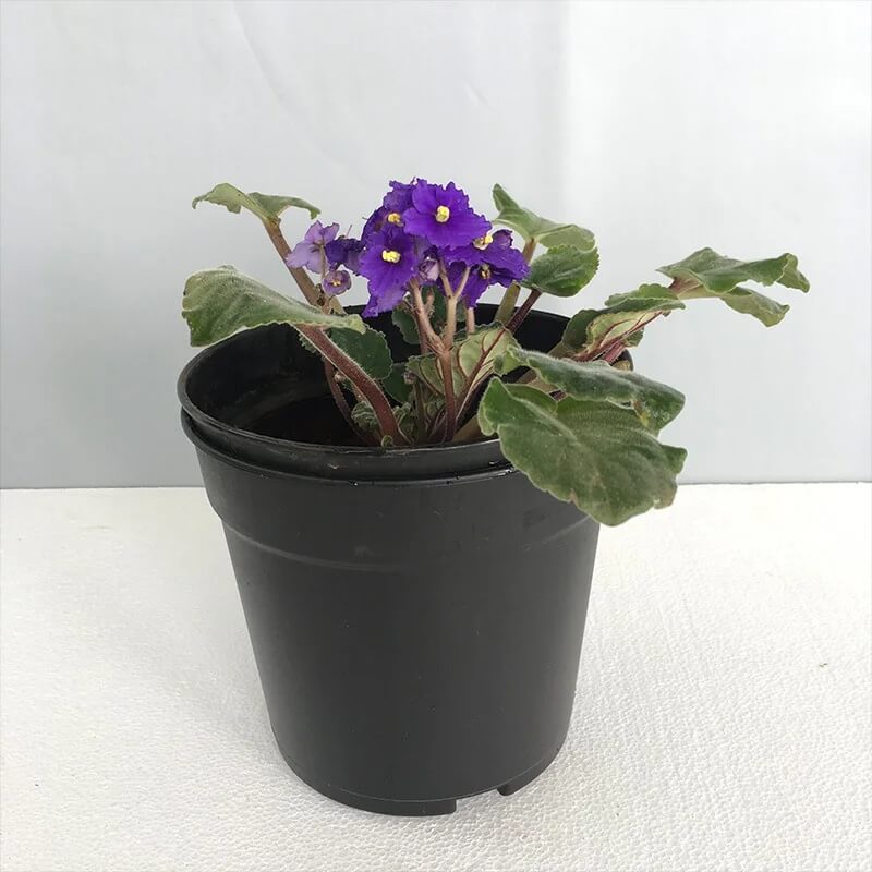 Blue & Pink Saintpaulia African Violet Seeds - Flower Plant