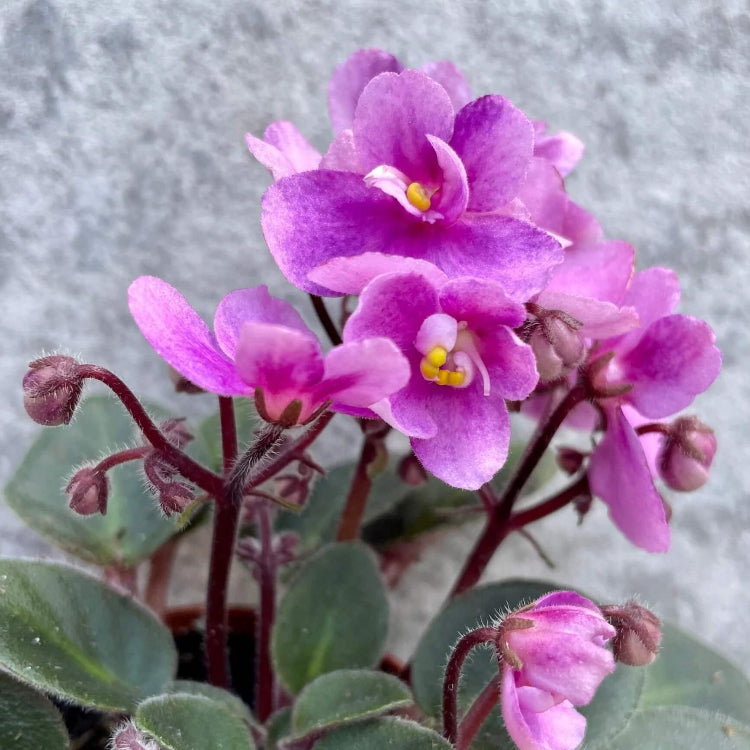 Blue & Pink Saintpaulia African Violet Seeds - Flower Plant