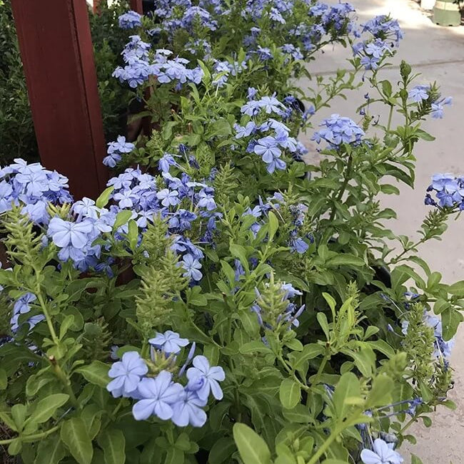 Blue Plumbago Seeds 