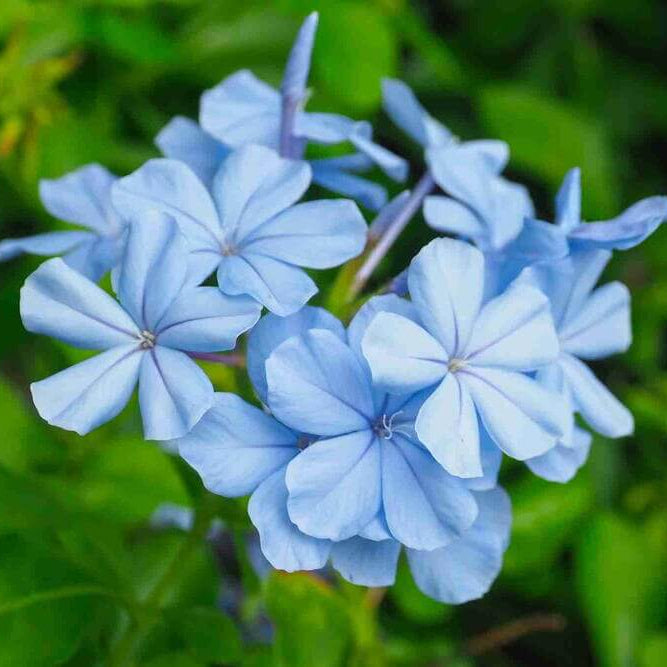 Blue Plumbago Seeds 