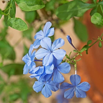 Blue Plumbago Seeds 