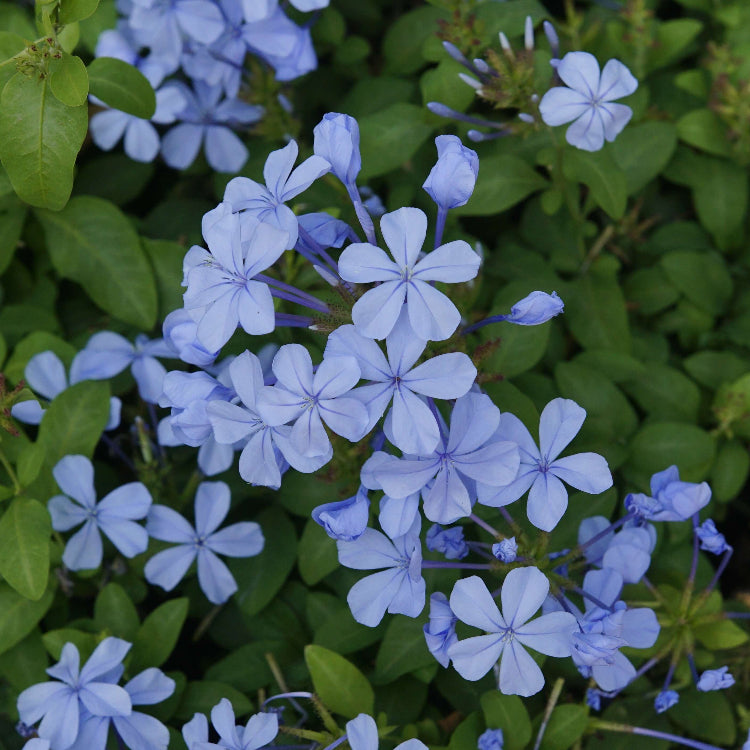 Blue Plumbago Seeds 