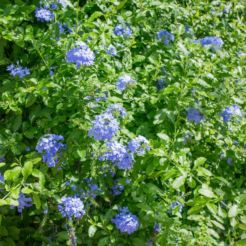 Blue Plumbago Seeds 