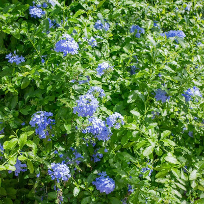 Blue Plumbago Seeds 