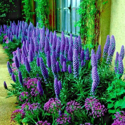 Blue Pride of Madeira Seeds