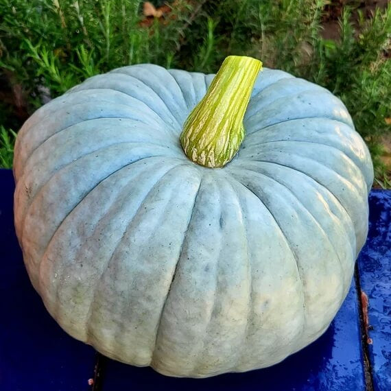Blue Pumpkin Seeds 