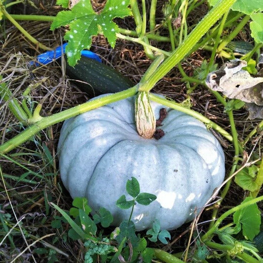 Blue Pumpkin Seeds 