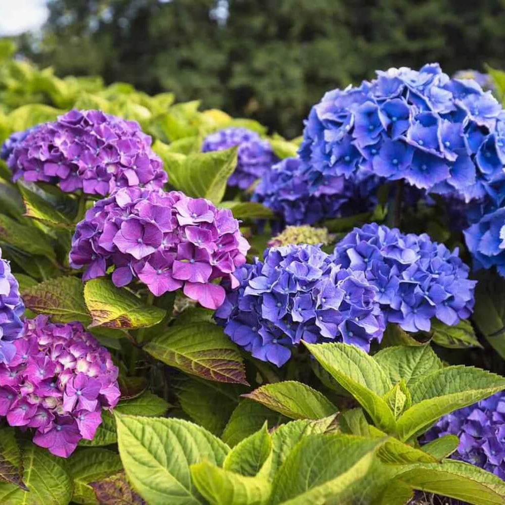 Blue Purple Hydrangea Seeds