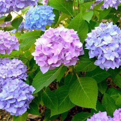 Blue Purple Hydrangea Seeds
