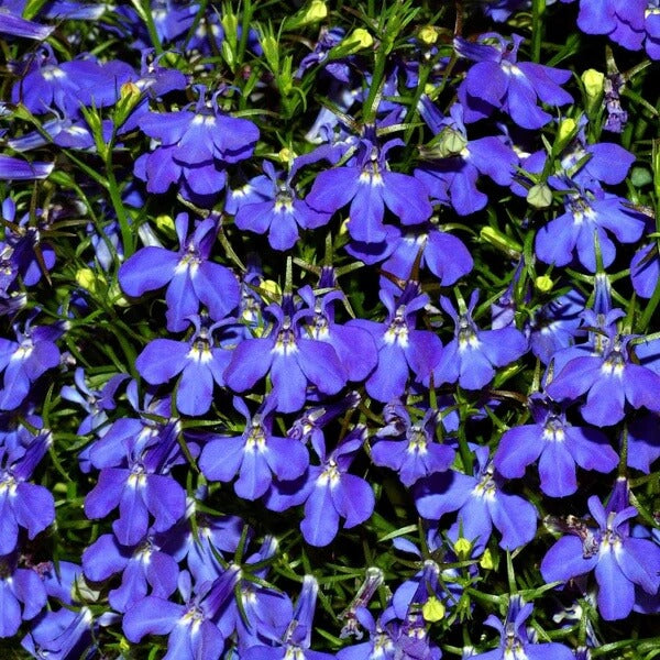 Blue Purple Lobelia Erinus Seeds 