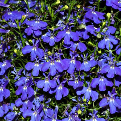 Blue Purple Lobelia Erinus Seeds 
