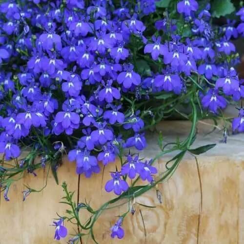 Blue Purple Lobelia Erinus Seeds 
