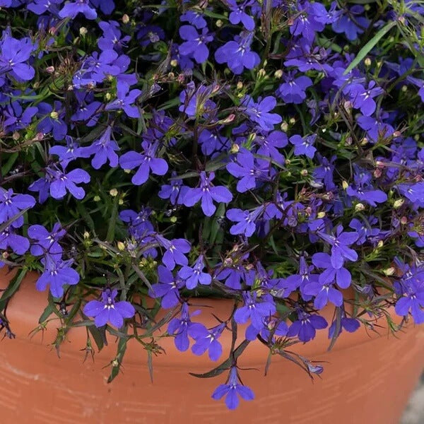 Blue Purple Lobelia Erinus Seeds 