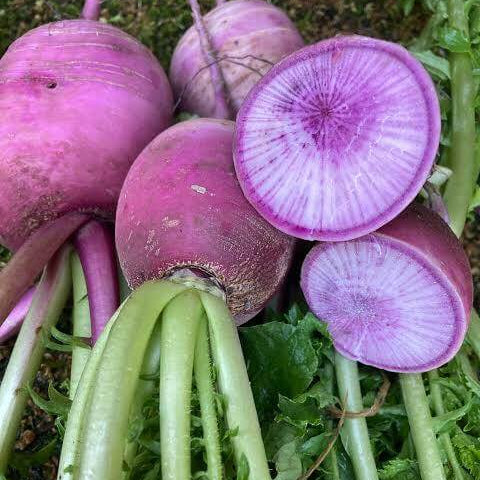 Blue Radish Seeds 