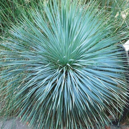 Blue Rostrata Yucca Seeds 