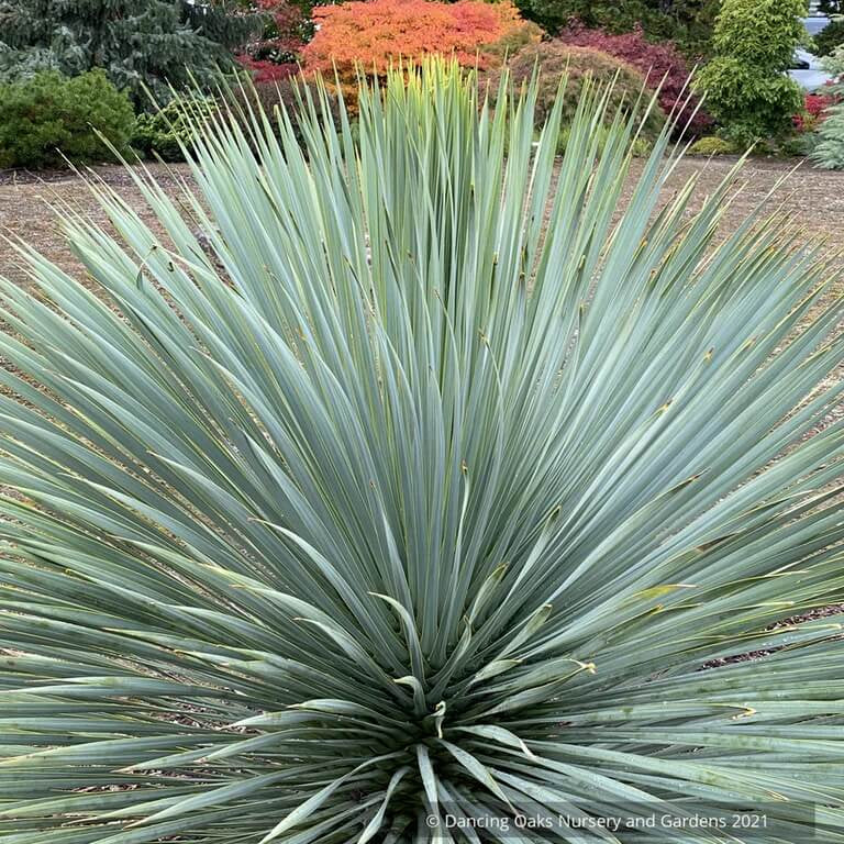 Blue Rostrata Yucca Seeds 