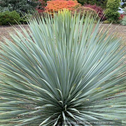 Blue Rostrata Yucca Seeds 