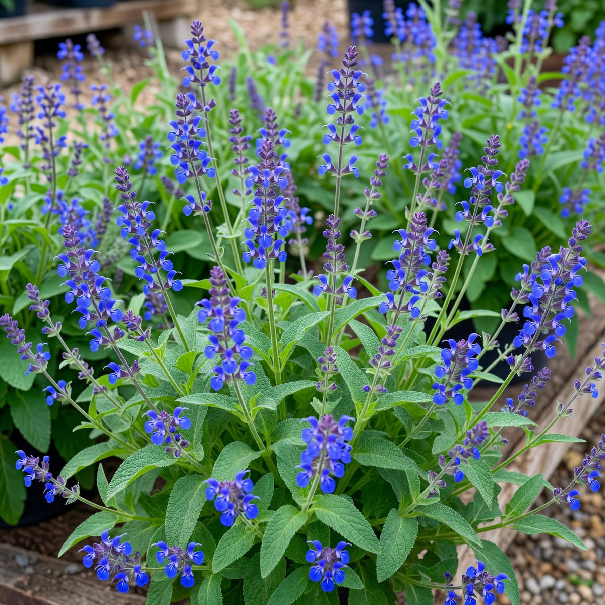 Blue Salvia Seeds - Heirloom Flower Plant for Home Gardens
