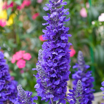 Blue Salvia Seeds - Heirloom Flower Plant for Home Gardens