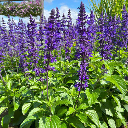 Blue Salvia Seeds - Heirloom Flower Plant for Home Gardens