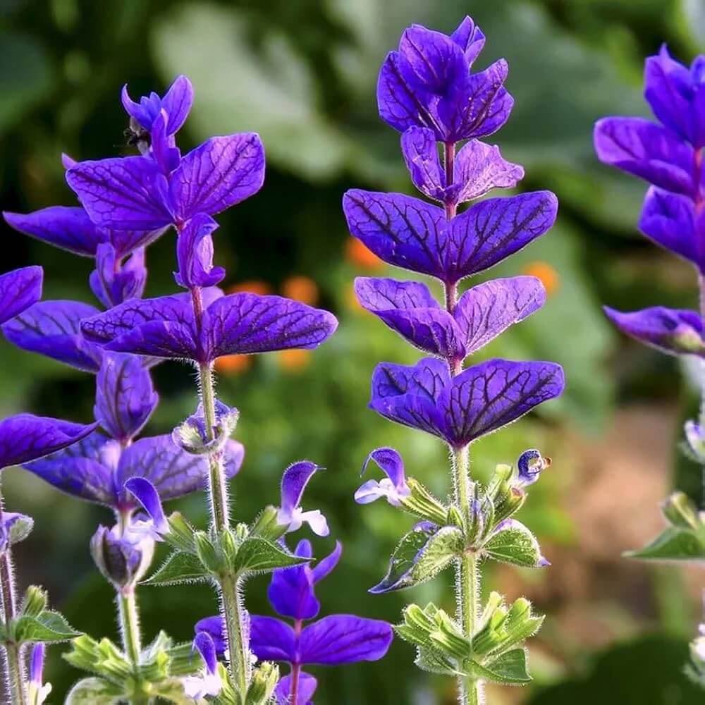 Blue Salvia Seeds - Heirloom Flower Plant for Home Gardens