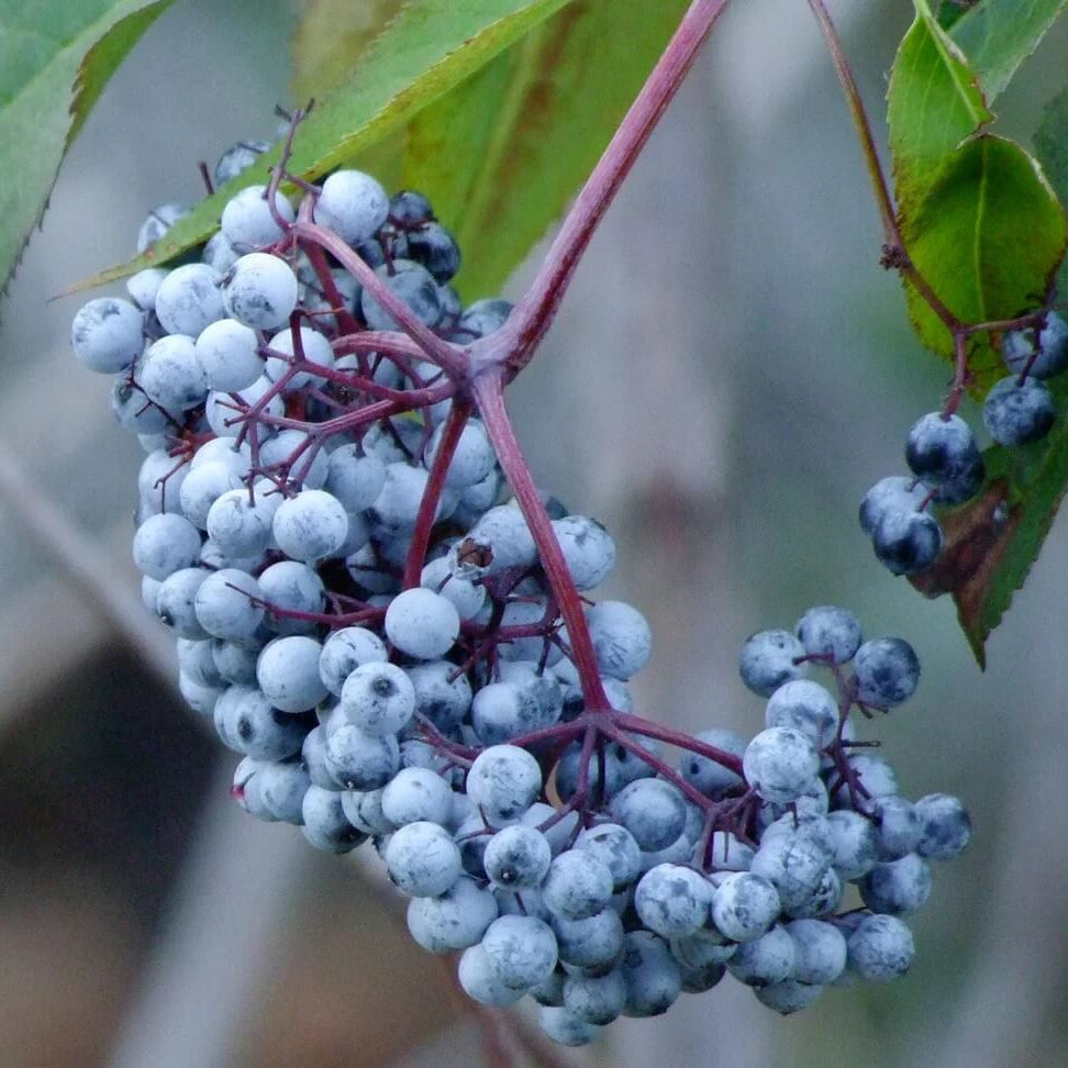 Blue Sambucus cerulea Elderberry Seeds
