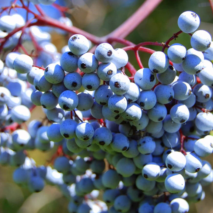 Blue Sambucus cerulea Elderberry Seeds