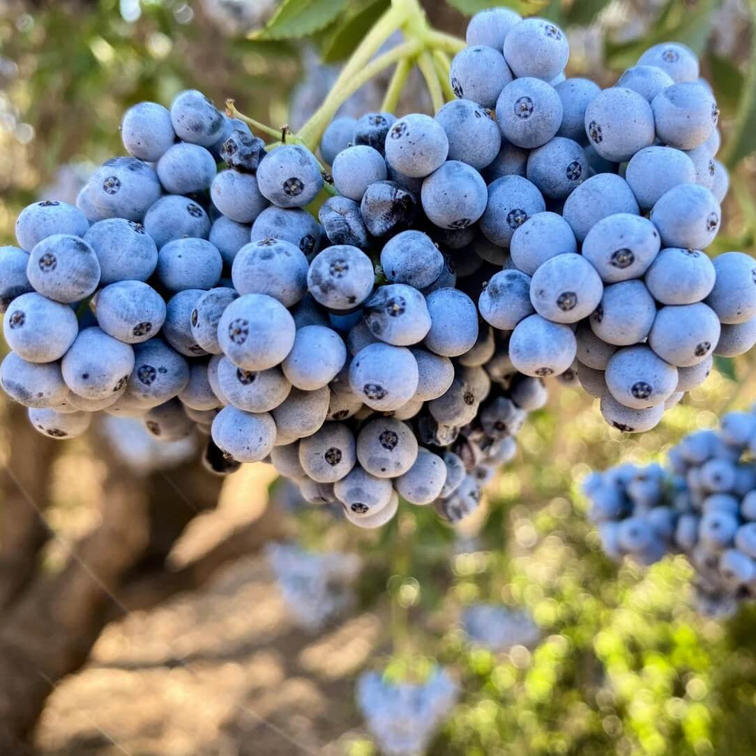 Blue Sambucus cerulea Elderberry Seeds