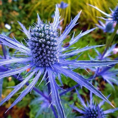 Blue Sea Holly Seeds