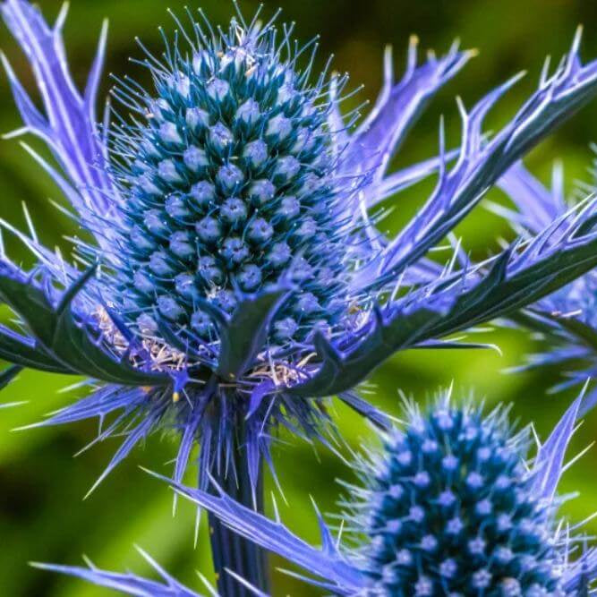 Blue Sea Holly Seeds
