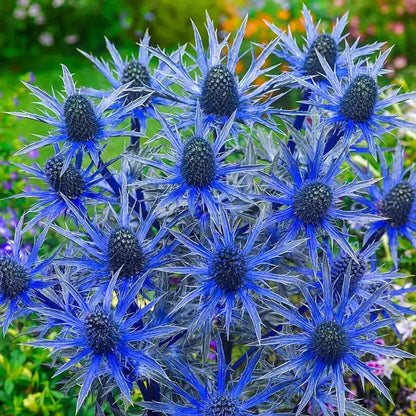 Blue Sea Holly Seeds
