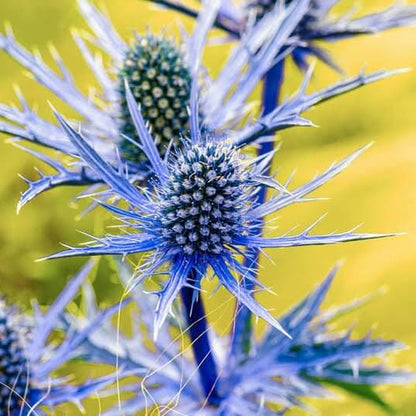 Blue Sea Holly Seeds