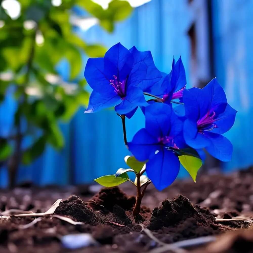 Blue Spectabilis Bougainvillea Seeds