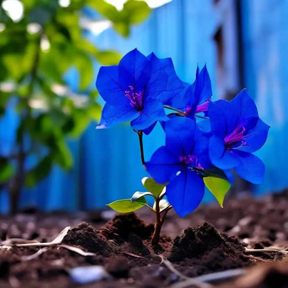Blue Spectabilis Bougainvillea Seeds