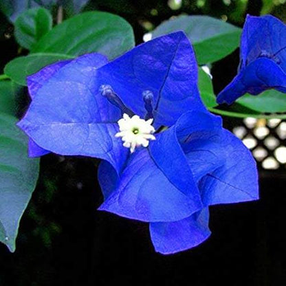Blue Spectabilis Bougainvillea Seeds