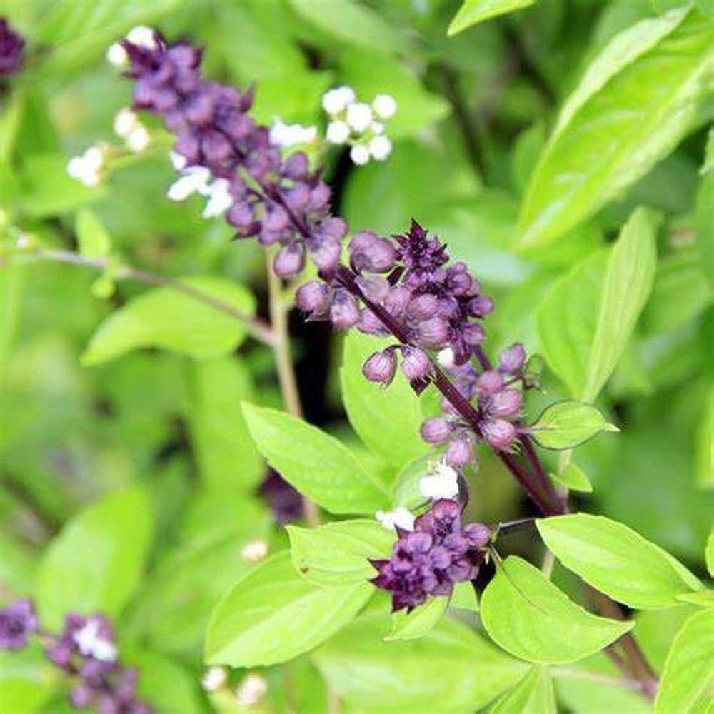 Blue Spice Basil Plant Seeds - Herbal Plant