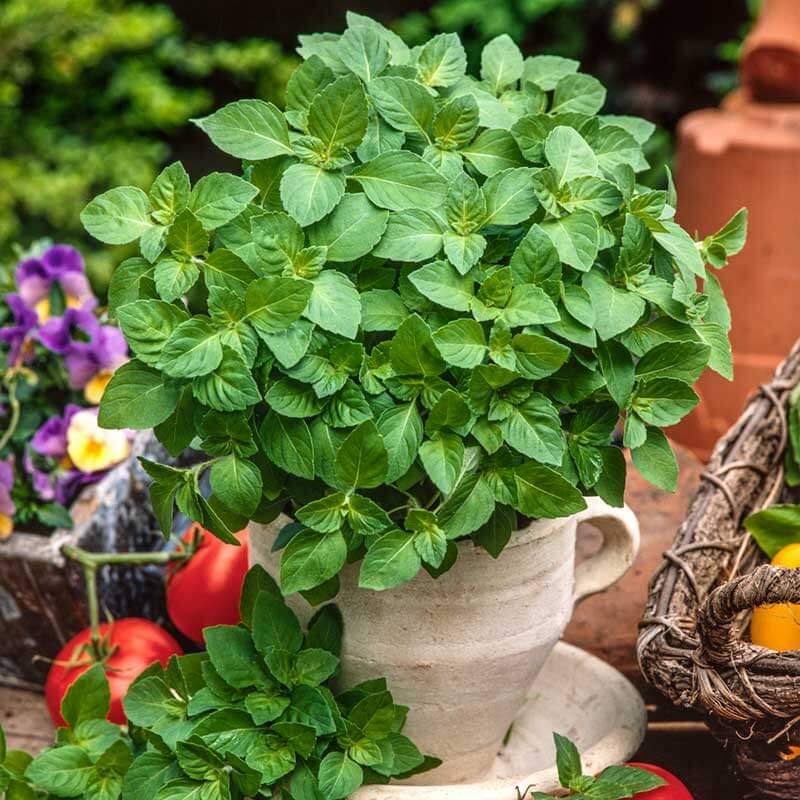 Blue Spice Basil Plant Seeds - Herbal Plant