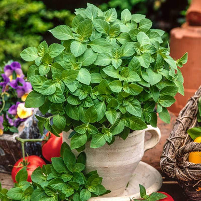Blue Spice Basil Plant Seeds - Herbal Plant